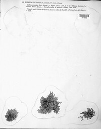 Evernia prunastri image